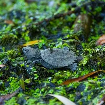 Turtles on the Move Turtles on the Move